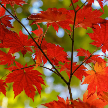Red Maple 'October Glory' Herb Seeds