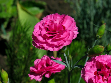Carnation Flower Seeds for Planting 100 pcs