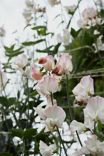 Sweet Pea 'Piggy Sue' Flower Seeds for Planting – Heirloom & Non-GMO Fragrant Blooms