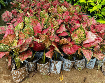 Pink Aglaonema Plant Seeds for Planting, NON GMO Seeds- 100 pcs
