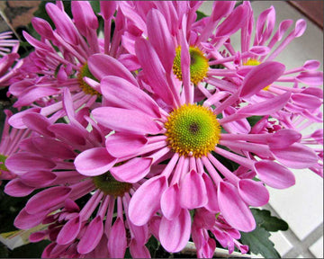 Pink Spoon Mum Flower Seeds for Planting, NON GMO Seeds