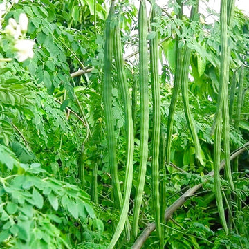 Drumstick Vegetable Seeds
