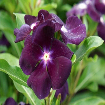 Vinca Flower Seeds for Planting - 100 pcs