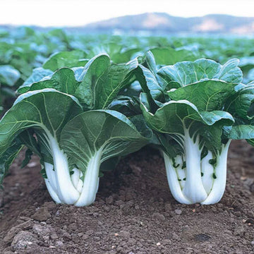 Bok Choy Pak Choi Vegetable Seeds