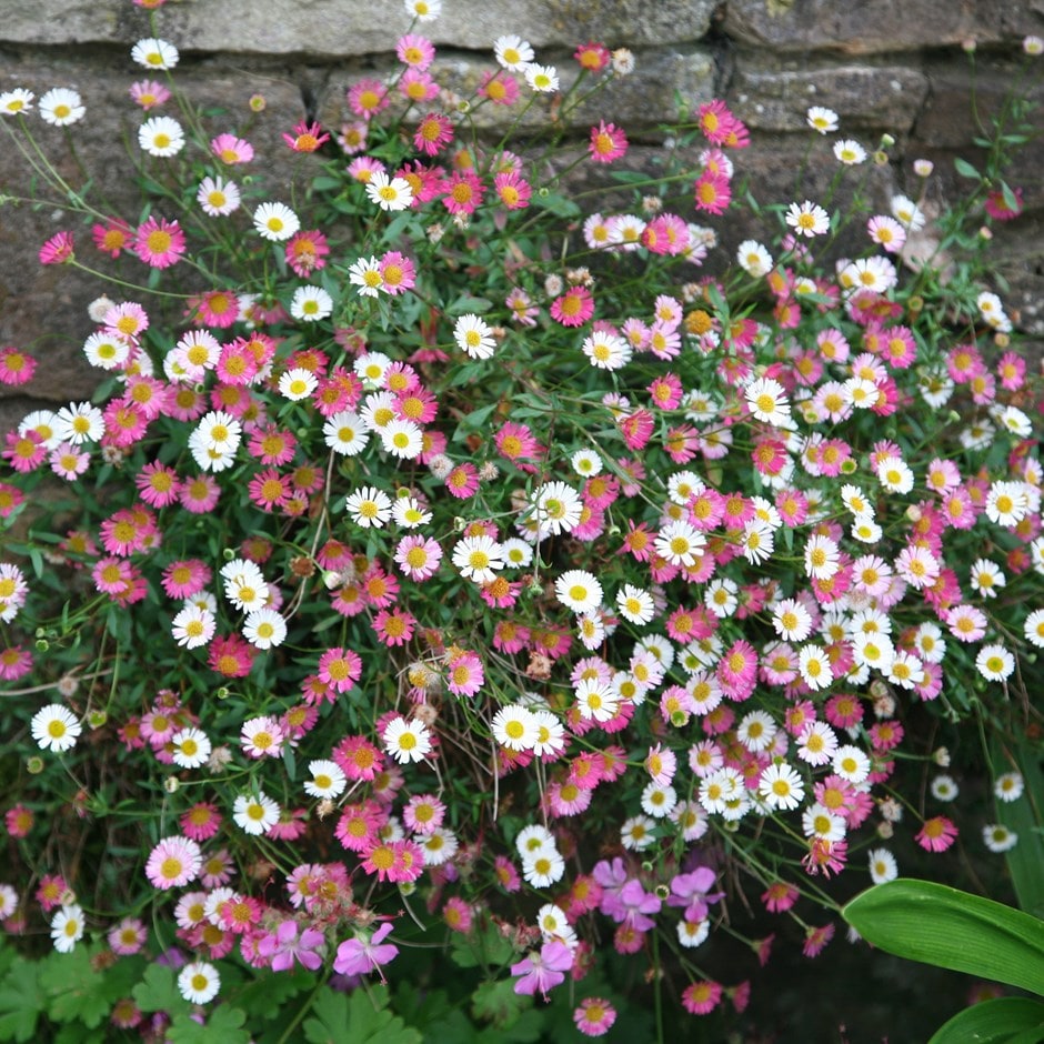 Pink White Karvinskianus Flower Seeds for Planting - 100 pcs for planting in your garden.