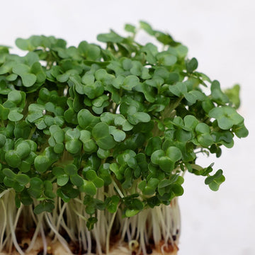 Cress Plant Seeds – Heirloom Non-GMO Fast-Growing Herb Seeds for Garden and Kitchen Planting