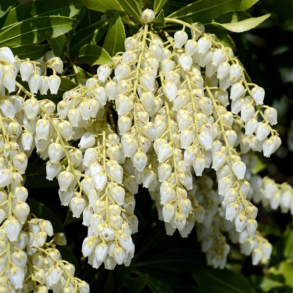 Pieris Japonica Flower Seeds for Planting, 100 pcs for planting in your garden.