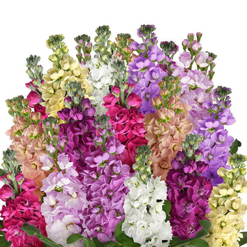 Matthiola Flower Seeds 100 pcs for Planting 100 pcs