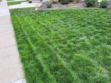 Scotts Turf Builder Grass Seed Tall Fescue Mix