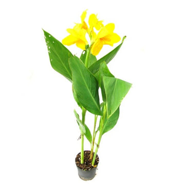 Yellow Flower Pot Plant Seeds for Planting - NON GMO Seeds