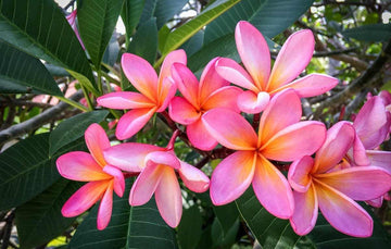 Pink Frangipani Flower Seeds for Planting â€“ NON GMO Seeds