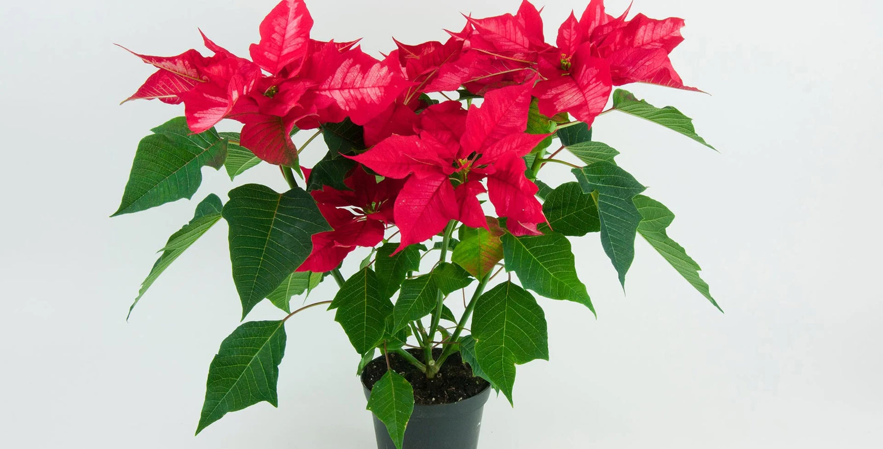 Poinsettia Euphorbia Flower Seeds – Heirloom, Non-GMO Flower Seeds for Planting - Euphorbia for planting in home garden