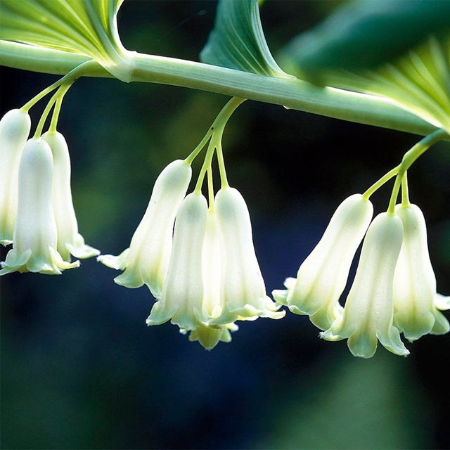 Polygonatum Canaliculatum Flower Seeds for planting in home garden