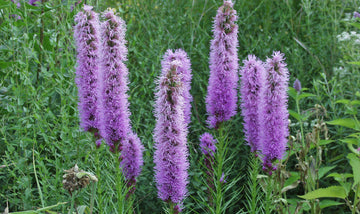 Heirloom Prachtscharte Flower Seeds, Non-GMO Blazing Star Blooms for Pollinator-Friendly Garden Planting