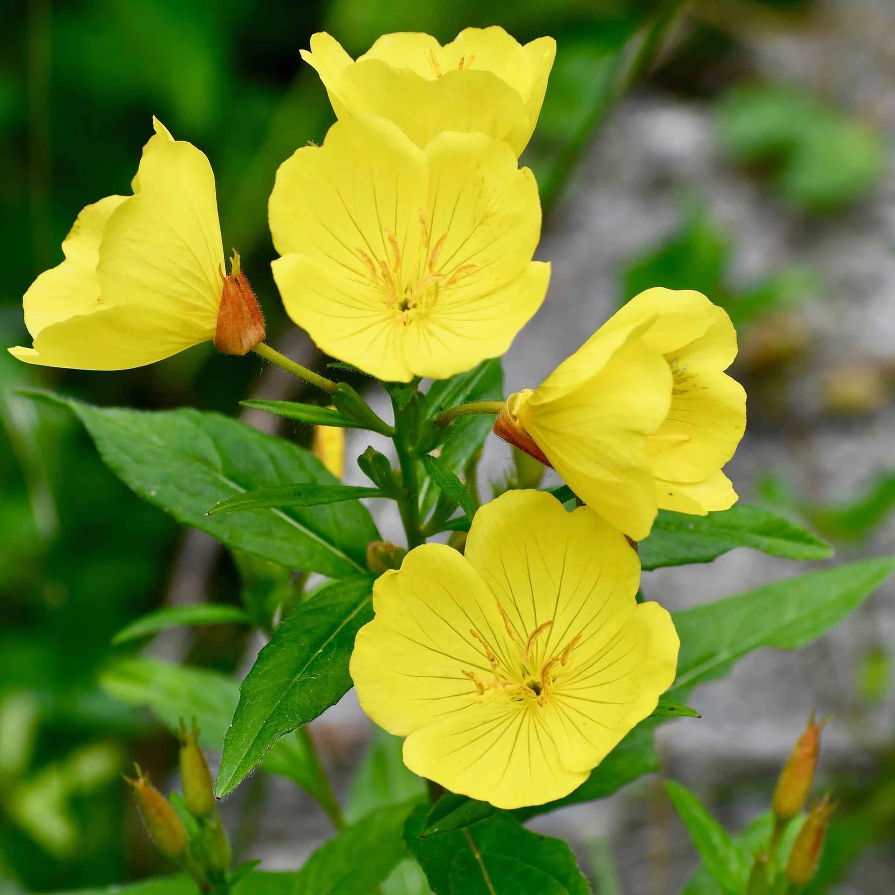 Heirloom Non-GMO Oenothera Biennis Flower Seeds for Planting – Medicinal Evening Primrose Garden Blooms - Non-GMO for planting in home garden
