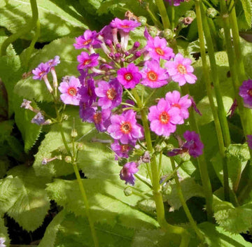 Primula Japonica Flower Seeds, Heirloom, Non-GMO Seeds for Planting