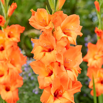 Heirloom Non-GMO Gladiolus Flower Seeds for Planting – Tall Vibrant Blooms for Cutting Gardens