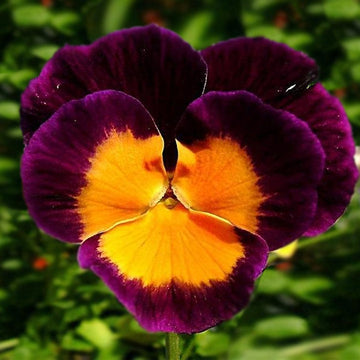Orange Violet Pansy Flower Seeds for Planting - Non GMO seeds