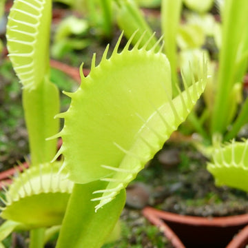 Green Venus Flytrap – Live Carnivorous Plant for Insect Control & Home Décor