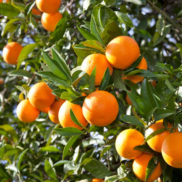 Orange Tree Fruit Seeds