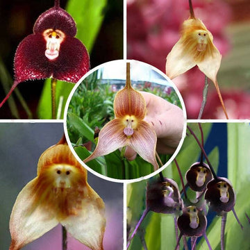 Heirloom Monkey Orchid Flower Seeds, Non-GMO Rare Blooms for Garden Planting