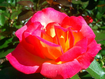 Bonsai Rose Flower Seeds for Planting – 100 pcs, Heirloom, Non-GMO Garden Seeds