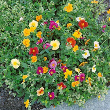 Mixed Helianthemum Rock Rose Plant Seeds for Planting Non-GMO Heirloom Garden Seeds
