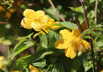 Xanthina Rose Flower Seeds for Planting – 100 pcs, Heirloom, Non-GMO Garden Seeds