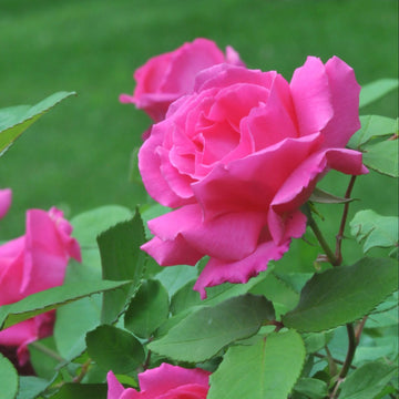 Zephirine Drouhin Rose Plant Seeds for Planting - Non-GMO Heirloom Garden Seeds for Growing Beautiful Roses