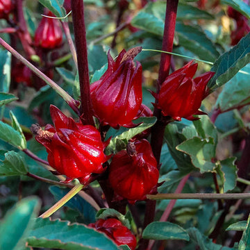 Jamaican Sorrel Vegetable Seeds
