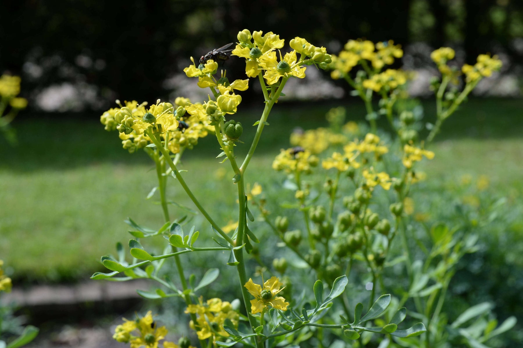 Yellow Ruta Flower Seeds for Planting, 100 pcs seeds for planting in home garden