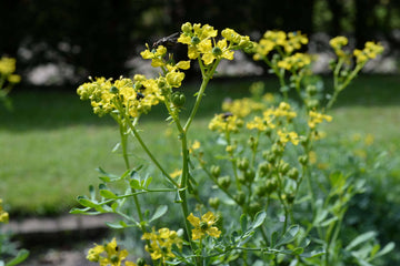 Yellow Ruta Flower Seeds for Planting, 100 pcs seeds for planting in home garden