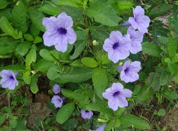 Ruellia Tuberosa Flower Seeds – Heirloom, Non-GMO Flower Seeds for Planting