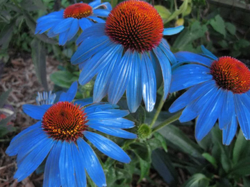 Light Blue Echinacea Seeds Purple Coneflower Pine Chrysanthemum Flower Seeds for Planting
