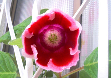 Heirloom Non-GMO Sinningia Gloxinia Flower Seeds for Planting – Tropical Blooming Garden Seeds