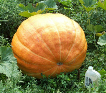 Wallace Whoppers Giant Pumpkin Seeds for Record-Breaking Yields 100 Pcs pcs