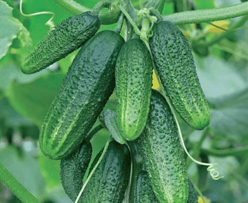Tasty Jade F1 Cucumber Vegetable Seeds