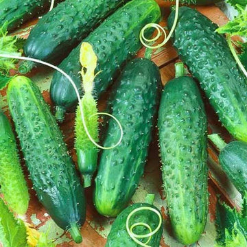 Tasty Jade F1 Cucumber Vegetable Seeds
