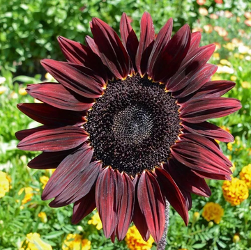 Heirloom Non-GMO Cherry Sunflower Seeds for Planting – Bold Red Garden Blooms