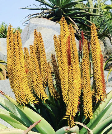 Yellow Aloe Dichotoma Flower Seeds for Planting - NON GMO Seeds