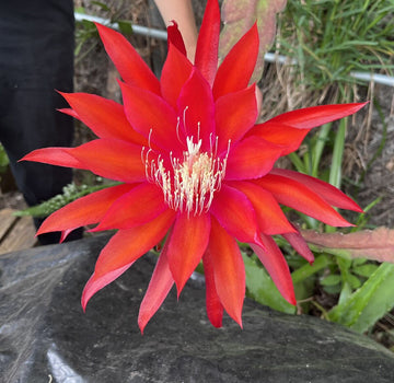 Epiphyllum Flower Seeds for Planting, Red Nightblooming, 100 pcs