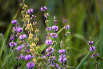 Violet Hedeoma pulegioides Flower Seeds for Planting - Heirloom & Non-GMO Seeds