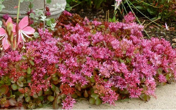 Pink Sedum Flower Seeds for Planting â€“ NON GMO Seeds