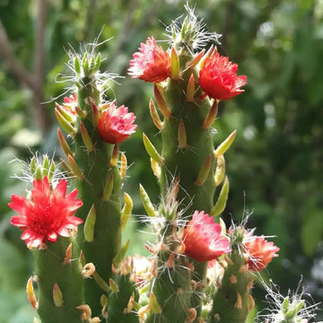Green Austrocylindropuntia Plant Seeds for Planting - NON GMO Seeds