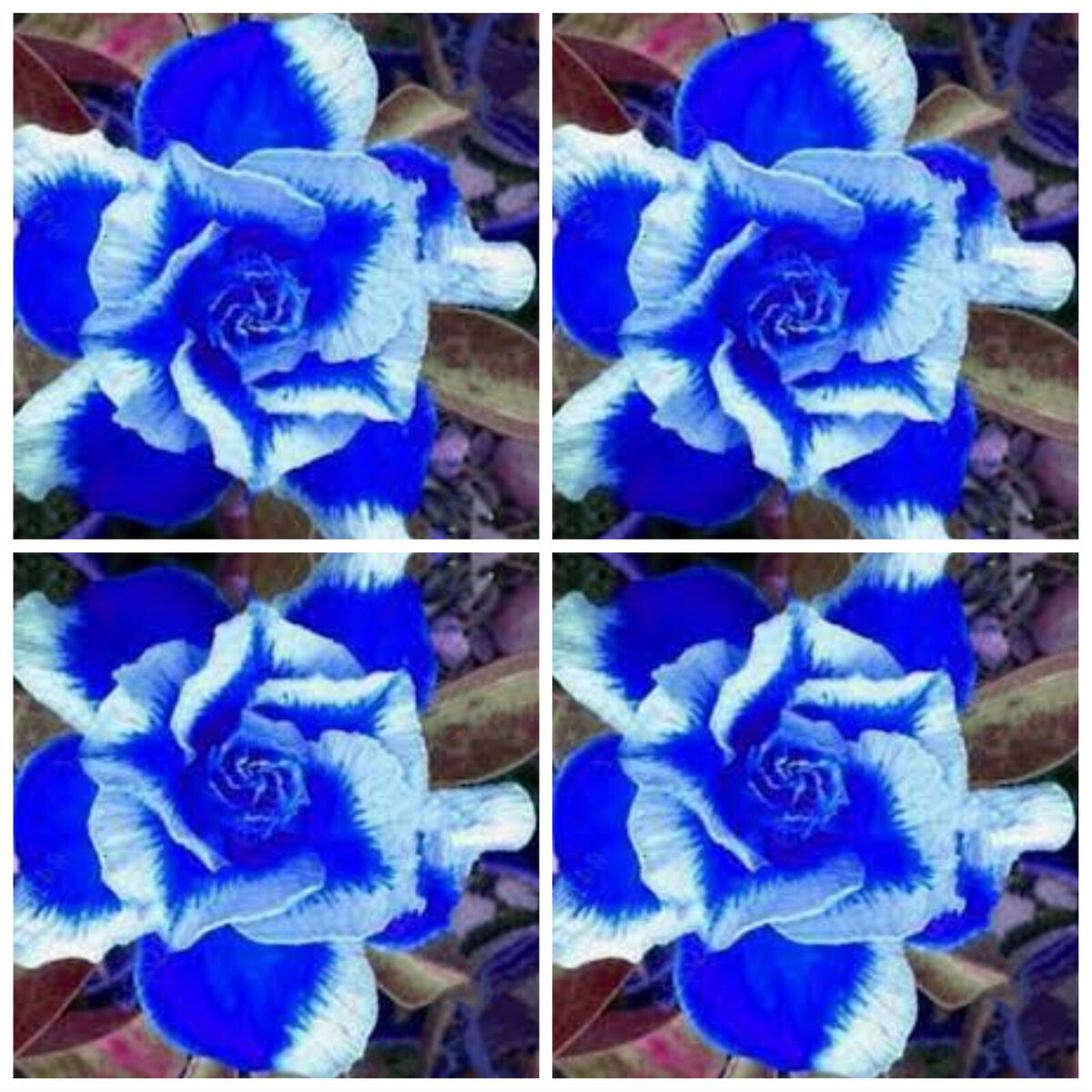 Heirloom Non-GMO Deep Blue Adenium Obesum Flower Seeds for Planting – Desert Rose Seeds - Non-GMO for planting in home garden