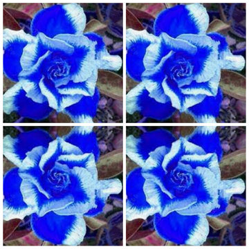 Heirloom Non-GMO Deep Blue Adenium Obesum Flower Seeds for Planting – Desert Rose Seeds