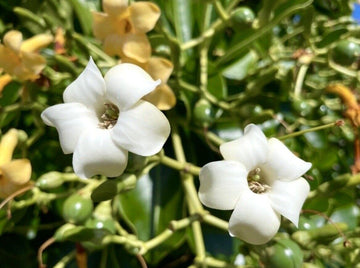 Heirloom Non-GMO Fagraea Flower Seeds for Planting – Fragrant Tropical Evergreen Garden Blooms