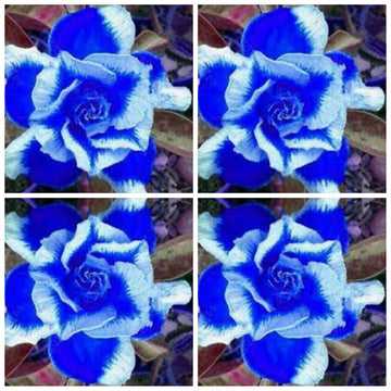 Heirloom White Blue Adenium Obesum Flower Seeds for Planting – Non-GMO, Exotic Blooms