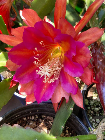 Epiphyllum Flower Seeds for Planting, Red Nightblooming, 100 pcs