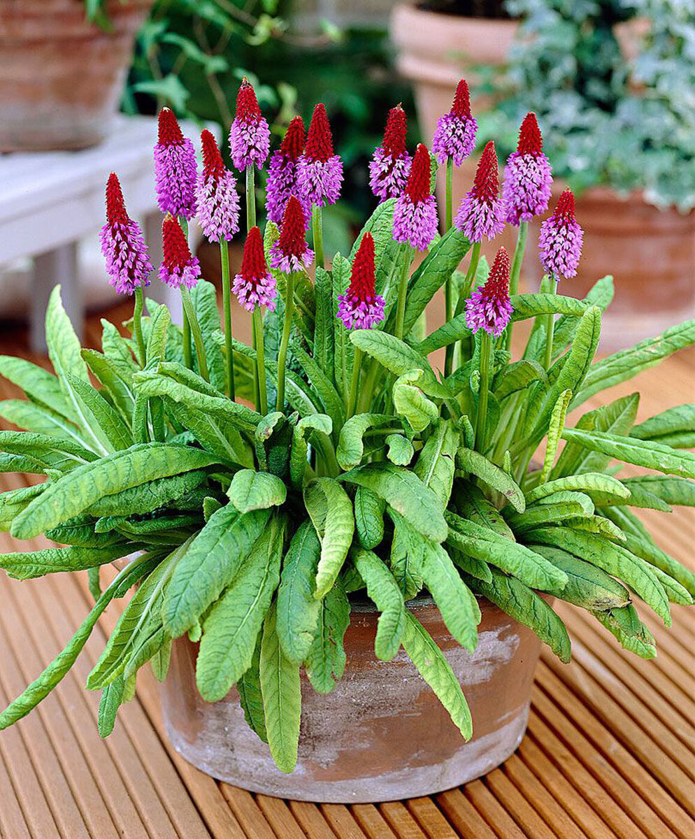 Heirloom Non-GMO Kniphofia Flower Seeds for Planting – Red Hot Poker Perennial Blooms - Non-GMO for planting in home garden